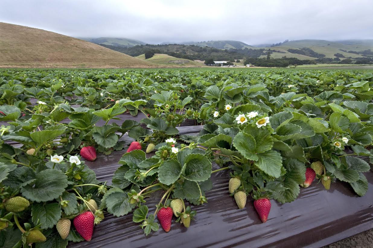 California Strawberries Health Benefits, Recipes & Stories