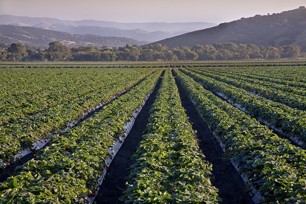 Safe Strawberries California Strawberry Safety Standards CSC