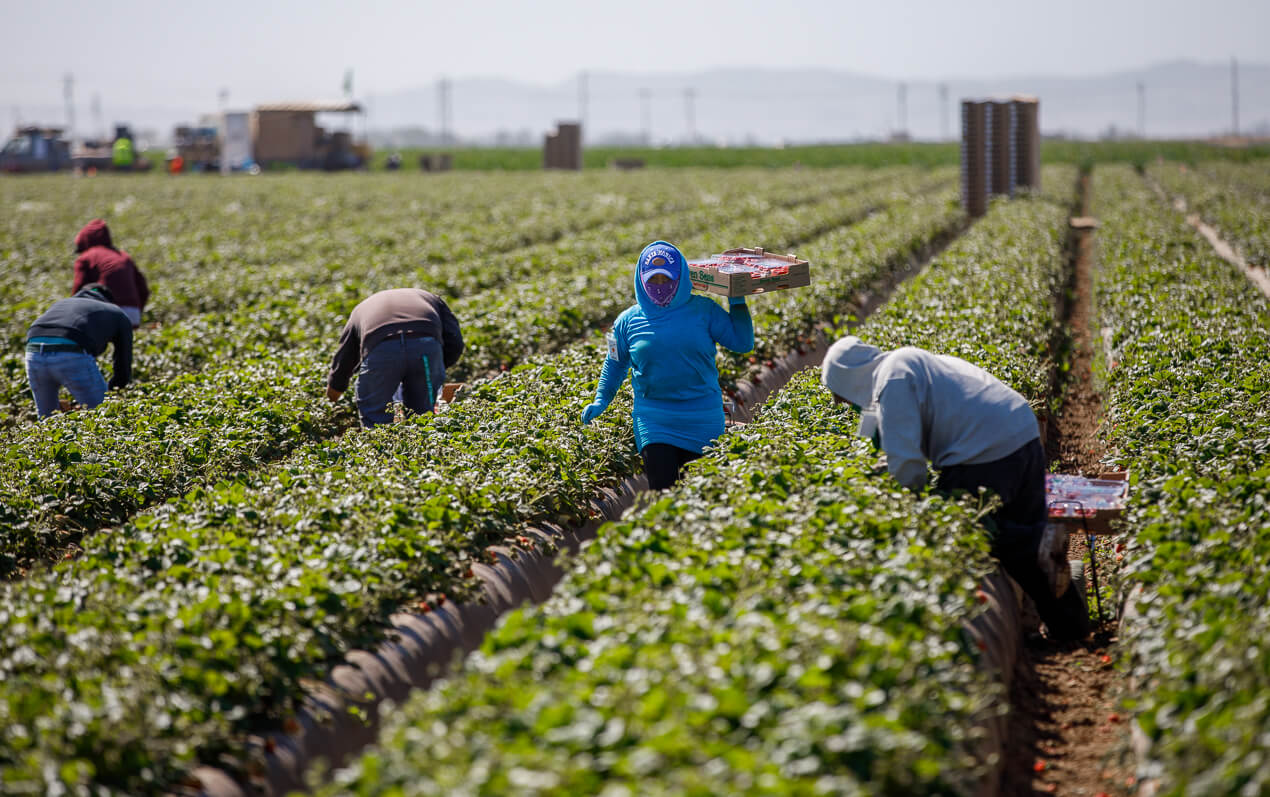 California Strawberry Farmers Pick Safety For All California Strawberry Commission 