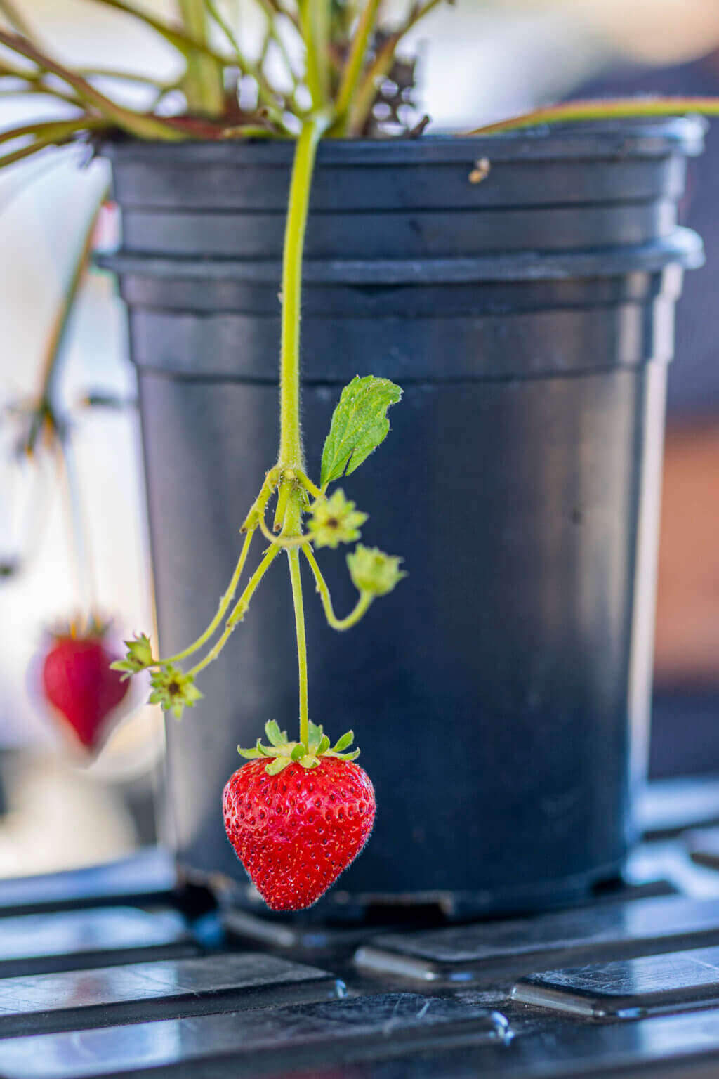 Health Benefits, Recipes & Stories | California Strawberries