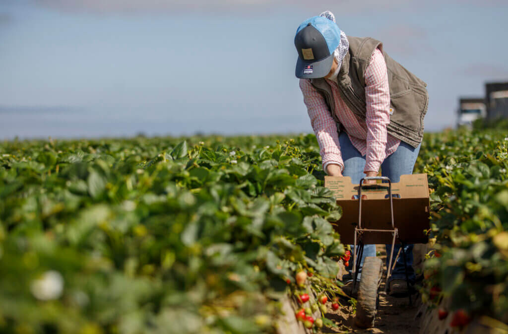 Strawberry Farm worker picking strawberries in a strawberry field.